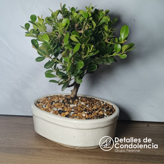 Bonsai of condolences