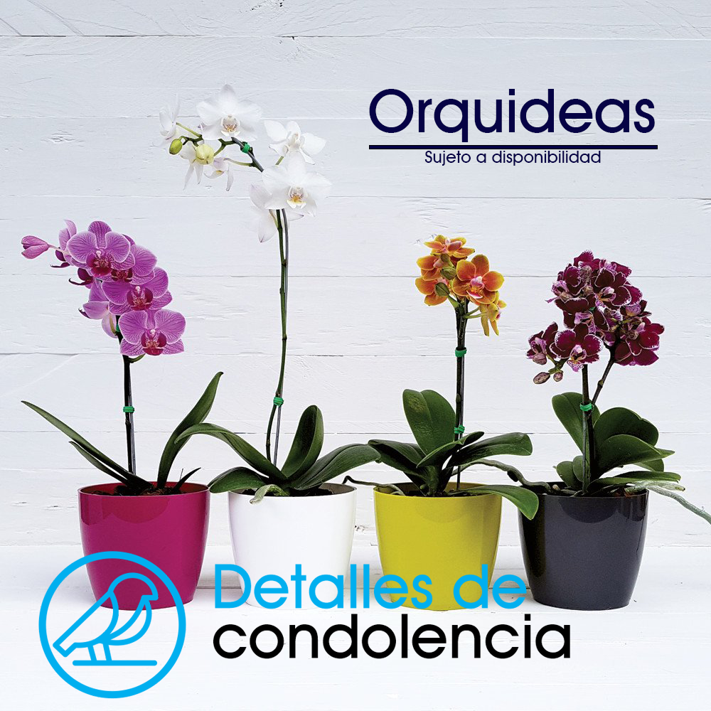Orquidea de condolencias