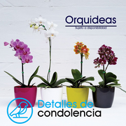 Orquidea de condolencias