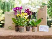 Hojas Verdes Cali o Bogota