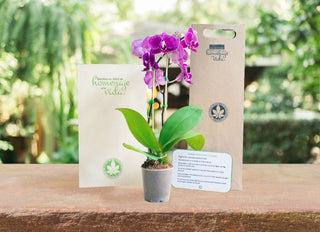 HOJAS VERDES CALI O BOGOTA+ORQUIDEA