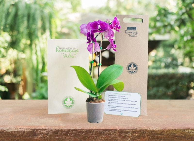 HOJAS VERDES CALI O BOGOTA+ORQUIDEA