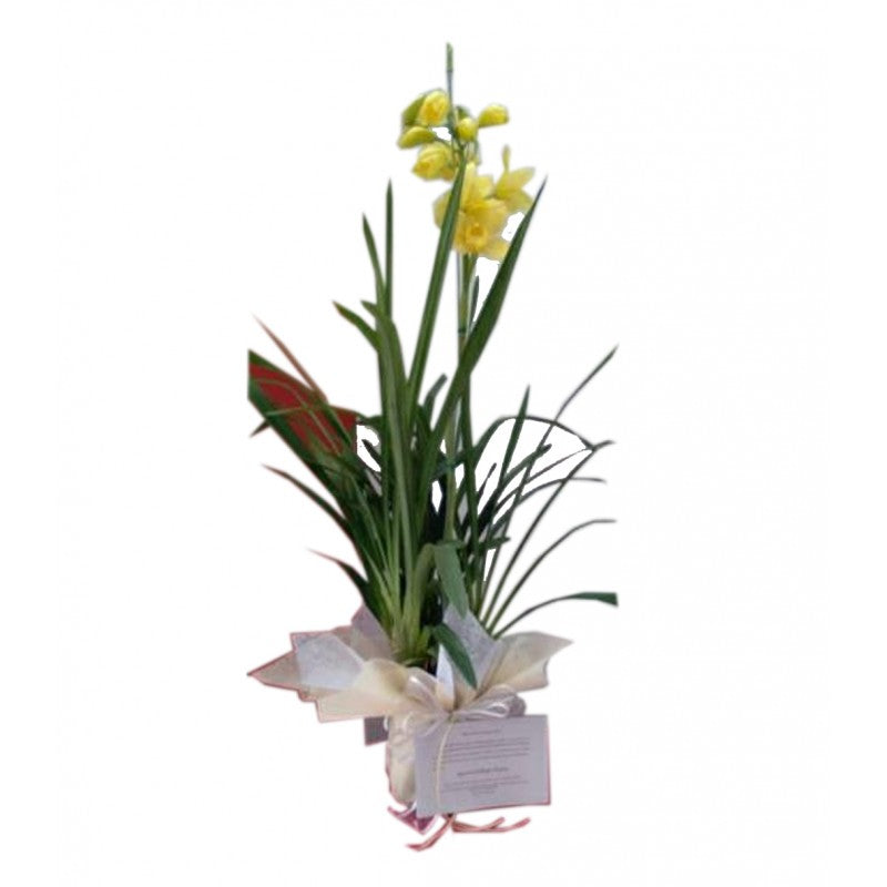 Fundación Nacional de Transplantados Medellín+Orquidea