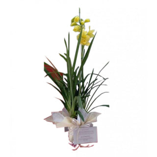 Fundación Nacional de Transplantados Medellín+Orquidea