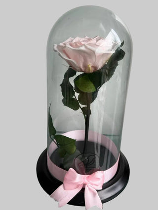 Rosa Preservada de Condolencias – Homenaje Eterno Perenne
