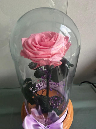 Rosa preservada de condolencias