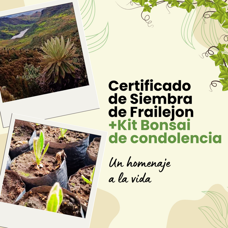 SIEMBRA DE UN FRAILEJON