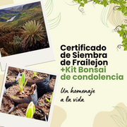 Siembra de un frailejon